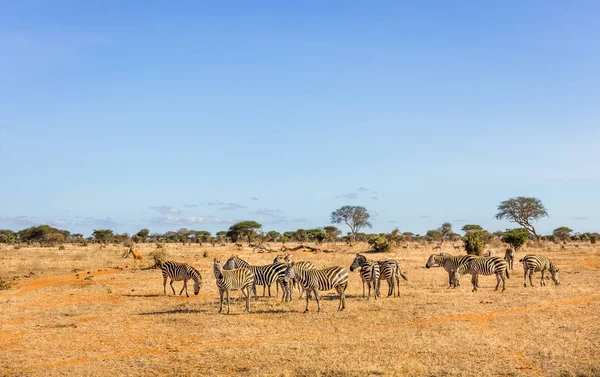 Afrikai zebrák Kenyában Stock Fotó