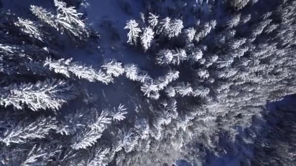 アルプスの山の丘の風景で冬の森の雪の松の木の上に絵のように美しいトップの空中ドローン飛行 — ストック動画