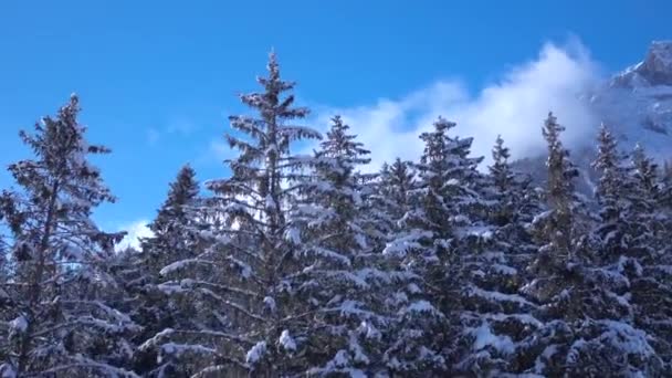 在阿尔卑斯山森林的雪地覆盖着松树树梢的蓝天上 令人惊奇的无人驾驶飞机在空中盘旋 — 图库视频影像