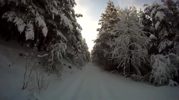 Primera Persona Vista Acción Pov Movimiento Rápido Hermoso Bosque Frío — Vídeo de stock