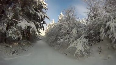 Etkileyici soğuk kış ormanlarında çam ağaçları arasında karla kaplı yolda hızlı hareket eden ilk kişi.