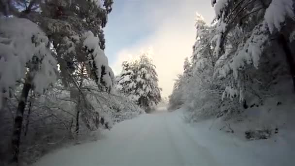 Primeira Pessoa Pov Ação Tiro Mover Rápido Magnífica Floresta Fria — Vídeo de Stock