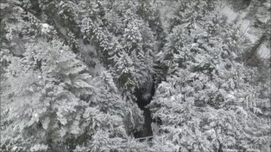 Karlı dağ manzarasının ortasında dere bulunan beyaz çam ağacı ormanı üzerinde muhteşem bir insansız hava aracı uçuşu.