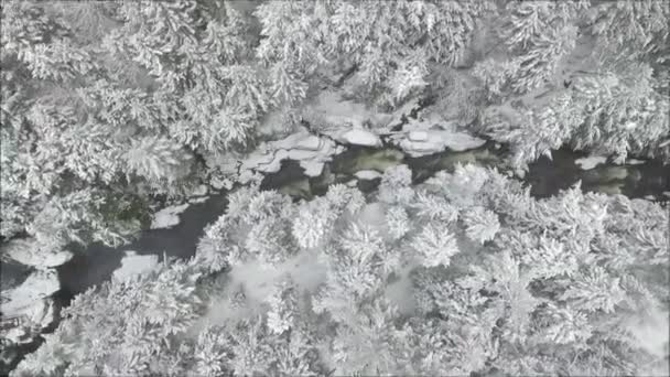 雪の山の風景の中にストリームと雪の白い松の木の森の上に見事な空中ドローン飛行 — ストック動画