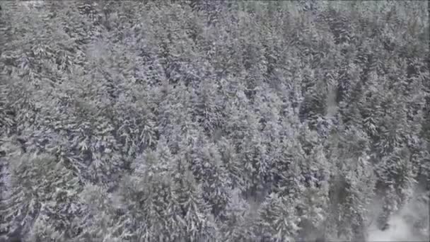 Enormes Ramas Bosque Pinos Cubiertas Nieve Blanca Pintoresco Paisaje Aéreo — Vídeo de stock