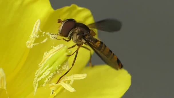 野生蜜蜂昆虫采蜜工作在黄花上的宏观特写 — 图库视频影像