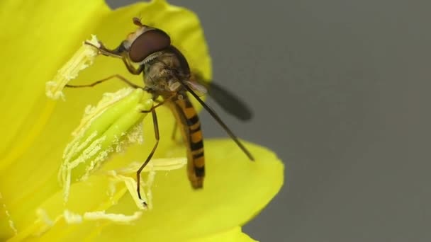 信じられないほどのマクロクローズアップビュー野生自然ミツバチ昆虫収集蜜作業上の黄色の花 — ストック動画