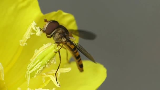 Etkileyici Makro Vahşi Doğaya Yakın Görüş Bal Arısı Böceği Sarı — Stok video