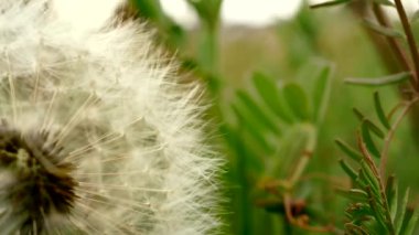 Organik çiçek tarlasında yetişen tüylü beyaz karahindibanın muhteşem yavaş çekim çekimi.