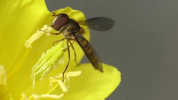 Hermosa Macro Vista Cerca Naturaleza Silvestre Abeja Insecto Recolección Néctar — Vídeos de Stock