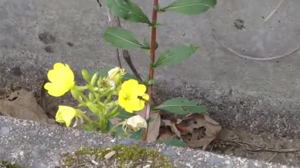 Wilde Natuur Honing Bij Hommel Insect Verzamelen Nectar Werken Gele — Stockvideo