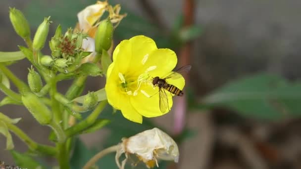 Vild Natur Honung Humla Insekt Samla Nektar Arbetar Gul Blomma — Stockvideo