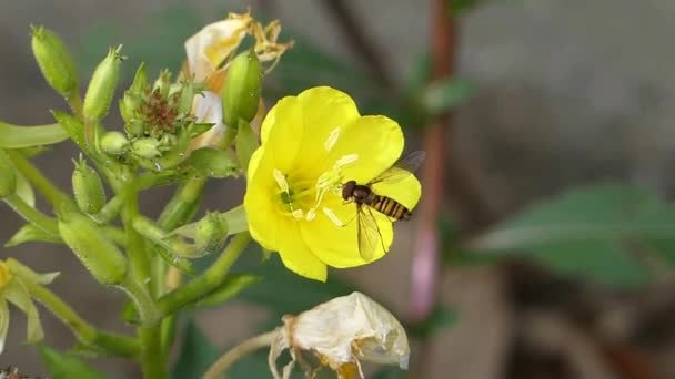 Wilde Natur Honigbiene Hummel Insekt Sammelt Nektar Arbeiten Auf Gelben — Stockvideo