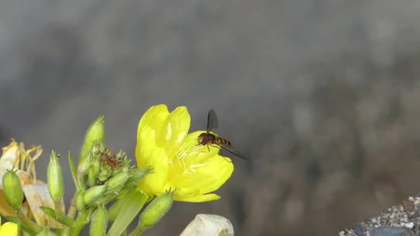 Vild Natur Honung Humla Insekt Samla Nektar Arbetar Gul Blomma — Stockvideo