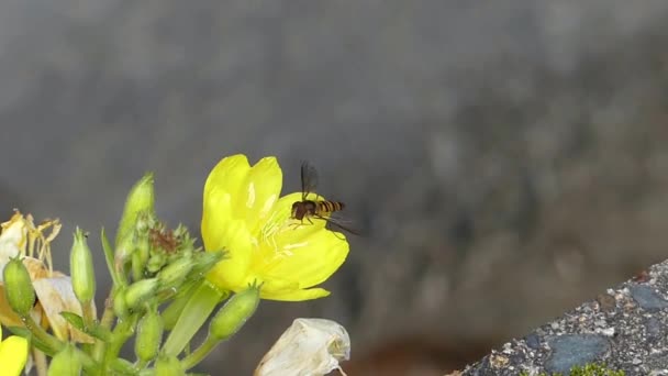 Дикая Природа Медовая Пчела Шмель Насекомое Собирает Нектар Работает Желтый — стоковое видео