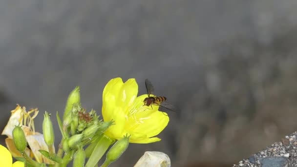 Naturaleza Silvestre Abeja Miel Abejorro Insecto Recoger Néctar Trabajando Amarillo — Vídeo de stock