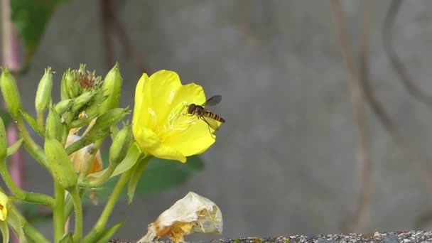 Naturaleza Silvestre Abeja Miel Abejorro Insecto Recoger Néctar Trabajando Amarillo — Vídeos de Stock