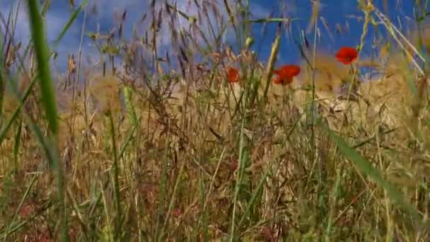 Increíble Cámara Lenta Vista Cerca Flores Campo Amapola Trigo Colza — Vídeo de stock