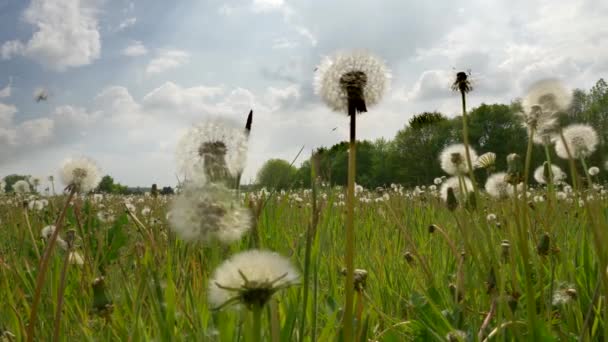 Spektakulär Närbild Slow Motion Skott Fluffiga Vita Frön Maskros Växer — Stockvideo