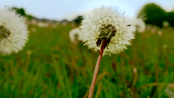 毛茸茸的白色种子蒲公英生长在有机花卉田上的缓释拍摄 — 图库视频影像