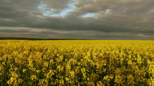 Amazing Slow Motion Panorama View Huge Yellow Organic Plant Rapeseed — Stock Video