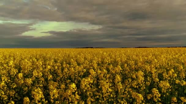 Приголомшливий Вид Панораму Повільного Руху Величезному Жовтому Органічному Рослинному Ріпаковому — стокове відео