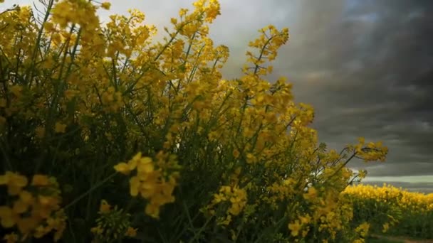 Magnífica Vista Panorámica Cámara Lenta Enorme Campo Flores Colza Planta — Vídeo de stock