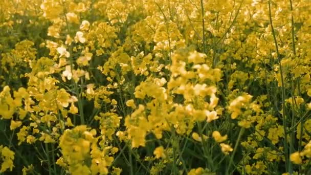 曇った灰色の空の下で巨大な明るい黄色の有機植物菜の花畑で優れた4Kスローモーションパノラマビュー — ストック動画