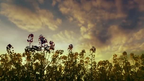 曇った灰色の空の下で巨大な明るい黄色の有機植物菜の花畑の素晴らしい4Kスローモーションパノラマビュー — ストック動画