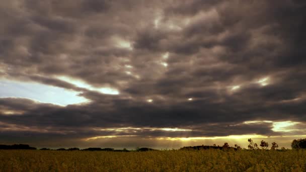 云雷般灰蒙蒙的天空下 大黄油菜花地令人印象深刻的4K慢动作全景 — 图库视频影像