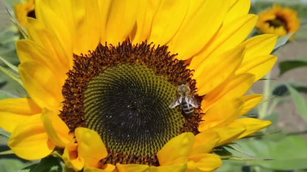 野生蜜蜂昆虫大黄向日葵采蜜近景令人印象深刻 — 图库视频影像