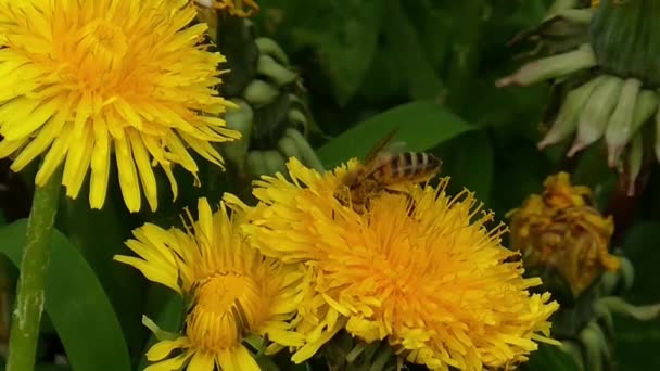 野生蜜蜂昆虫大黄蜂采蜜工作在黄花上的近景 — 图库视频影像