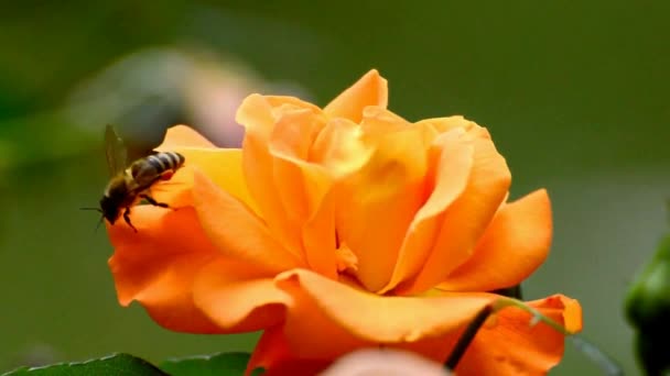 Maravillosa Vista Cerca Naturaleza Salvaje Abeja Abeja Insecto Abejorros Recoger — Vídeo de stock