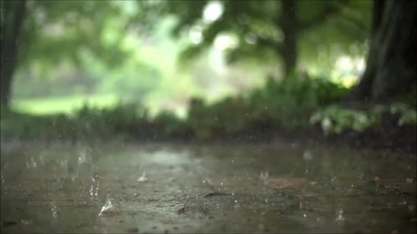 Belo Movimento Lento Fechar Tiro Satisfatório Constante Gotas Chuva Chuvosa — Vídeo de Stock