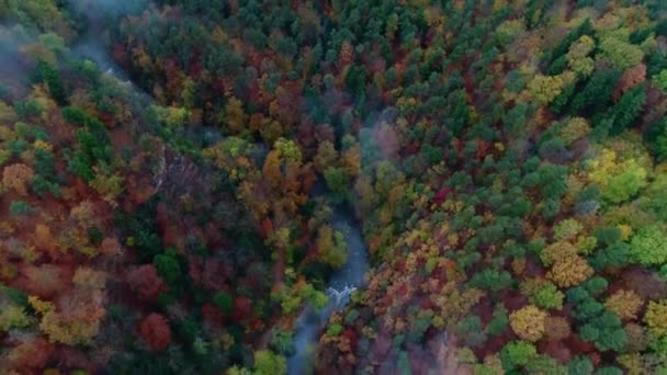 Magnificent 4k aerial drone shot of red yellow green colorful leaves autumn fall trees in countryside mountain forest — Stock Video