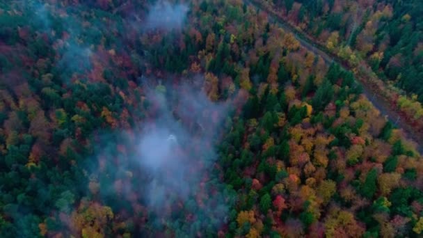 Помощью Дрона Можно Наблюдать Красно Зелеными Цветными Листьями Осенних Деревьев — стоковое видео