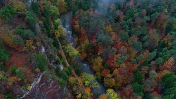 Kırmızı Yeşil Yaprakların Muhteşem Hava Aracı Görüntüsü Kırsal Dağ Ormanlarında — Stok video