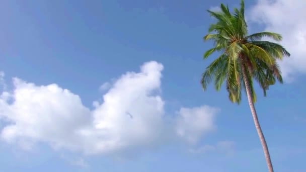 马尔代夫岛上奢华的天堂 白色蓬松的云彩在热带海洋棕榈树的蓝天上缓缓飘扬 — 图库视频影像