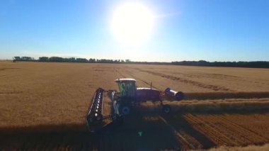Büyüleyici hava aracı görüntüsü günbatımı tarlasında mahsul toplayan büyük, yeni endüstriyel kombinasyon makineleri kamyonu.