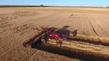 Günbatımındaki buğday tarlasında mahsul toplayan devasa, yeni endüstriyel kombinasyon kamyoneti makinesinin muhteşem hava dronu görüntüsü.