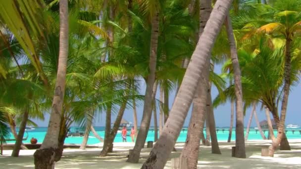 친구가 아름다운 몰디브 휴양지의 야자나무 아래를 — 비디오