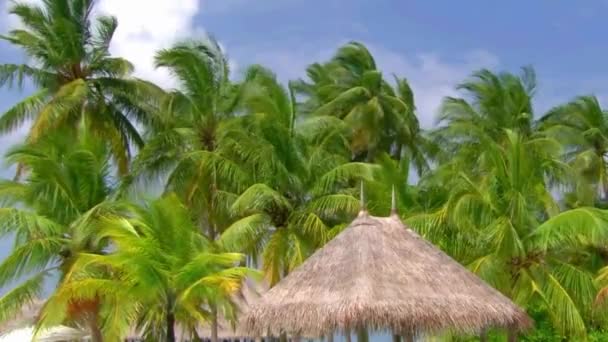 马尔代夫奢华度假胜地的小平房帐篷 在风中飘扬的热带棕榈树飘零的绝妙而平稳的景象 — 图库视频影像