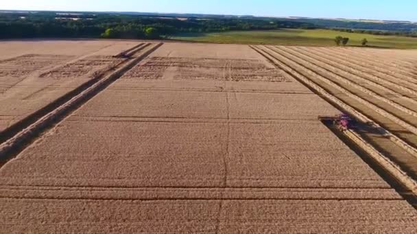 夕日小麦農場で作物を収穫現代の巨大な新しい産業用コンビナートマシントラックの壮大な空中ドローンビュー — ストック動画
