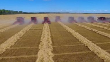 Günbatımındaki buğday tarlasında mahsul toplayan büyük, modern endüstriyel yeni kombinatör kamyonunun harika hava dronu görüntüleri.