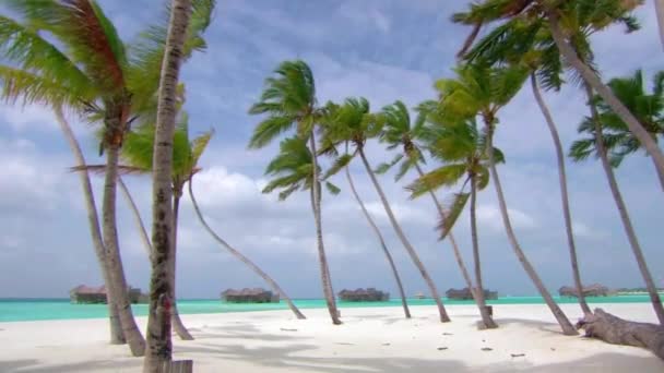 モルディブ島の風の中で背の高いヤシの木の美しい安定したショット豪華なリゾート熱帯の海の楽園 — ストック動画