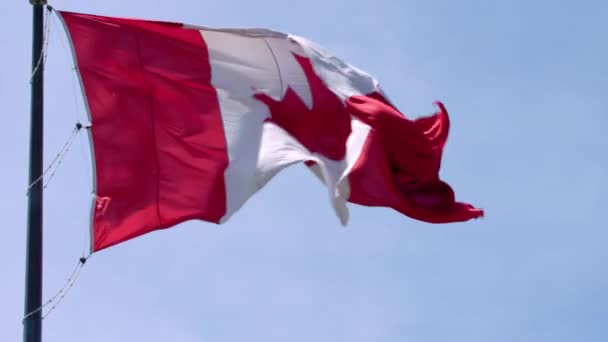優れた国のシンボルカナダの旗青い空の日当たりの良い背景に風にポールに振って赤い白いカエデの葉のバナー — ストック動画
