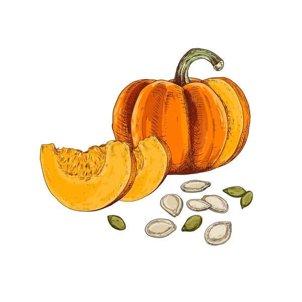 Hand Drawn Colorful Pumpkin Pieces Seeds Isolated White Background Vector — Stock Vector