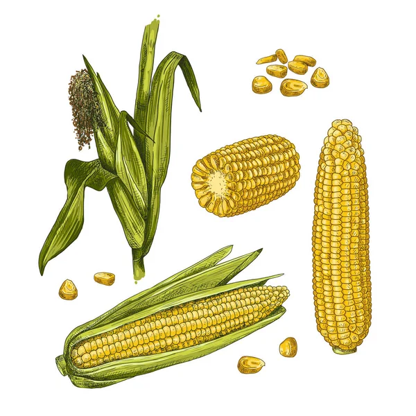 手绘五彩缤纷的玉米 背景为白色 用玉米 玉米芯 叶子和谷粒做草图 矢量说明 — 图库矢量图片
