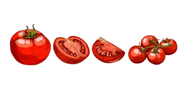 Tomate Rojo Colorido Dibujado Mano Establecer Bocetos Con Tomate Cortado — Vector de stock