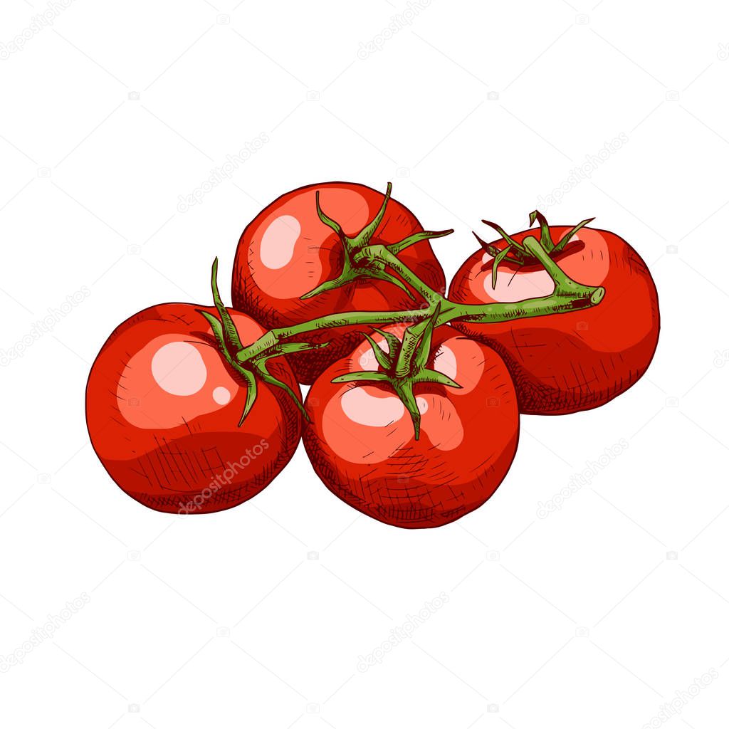 Hand drawn colorful cherry tomatoes. Vector illustration isolated on white background.